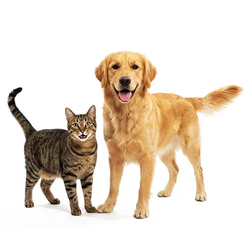 A happy golden retriever stands beside a curious tabby cat on a white background. The scene conveys friendship and warmth between the two animals.