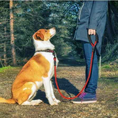 Dog on a leash sitting next to a person in a forest setting