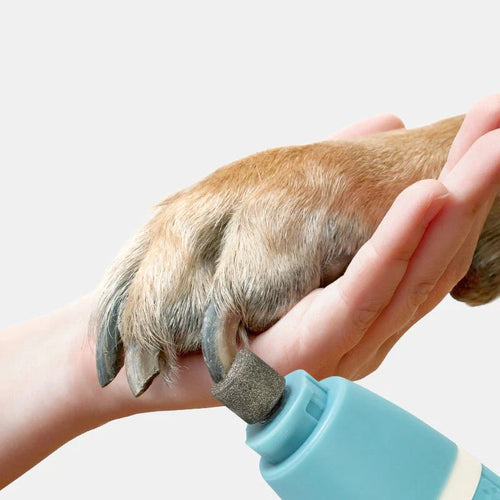 Person using a blue pet nail grinder on a dog's paw with a white background