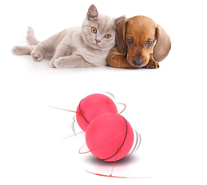 Cat and dog with a red ball toy on a white background